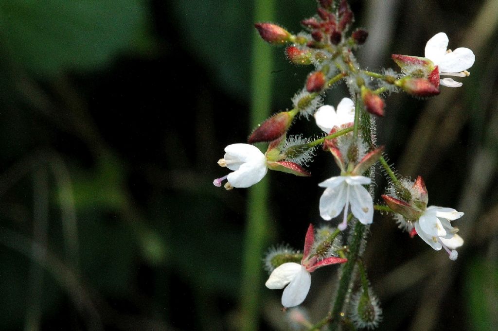 Circaea lutetiana